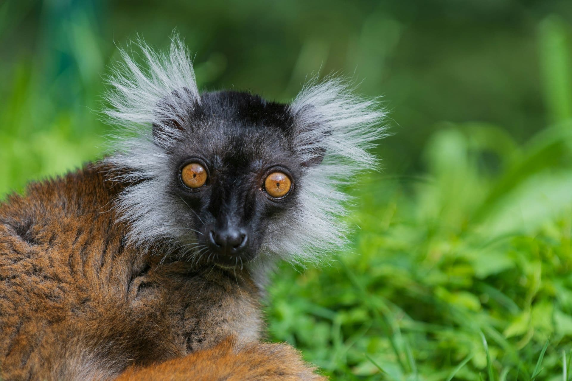 Escape to Madagascar: An Exotic Adventure Awaits