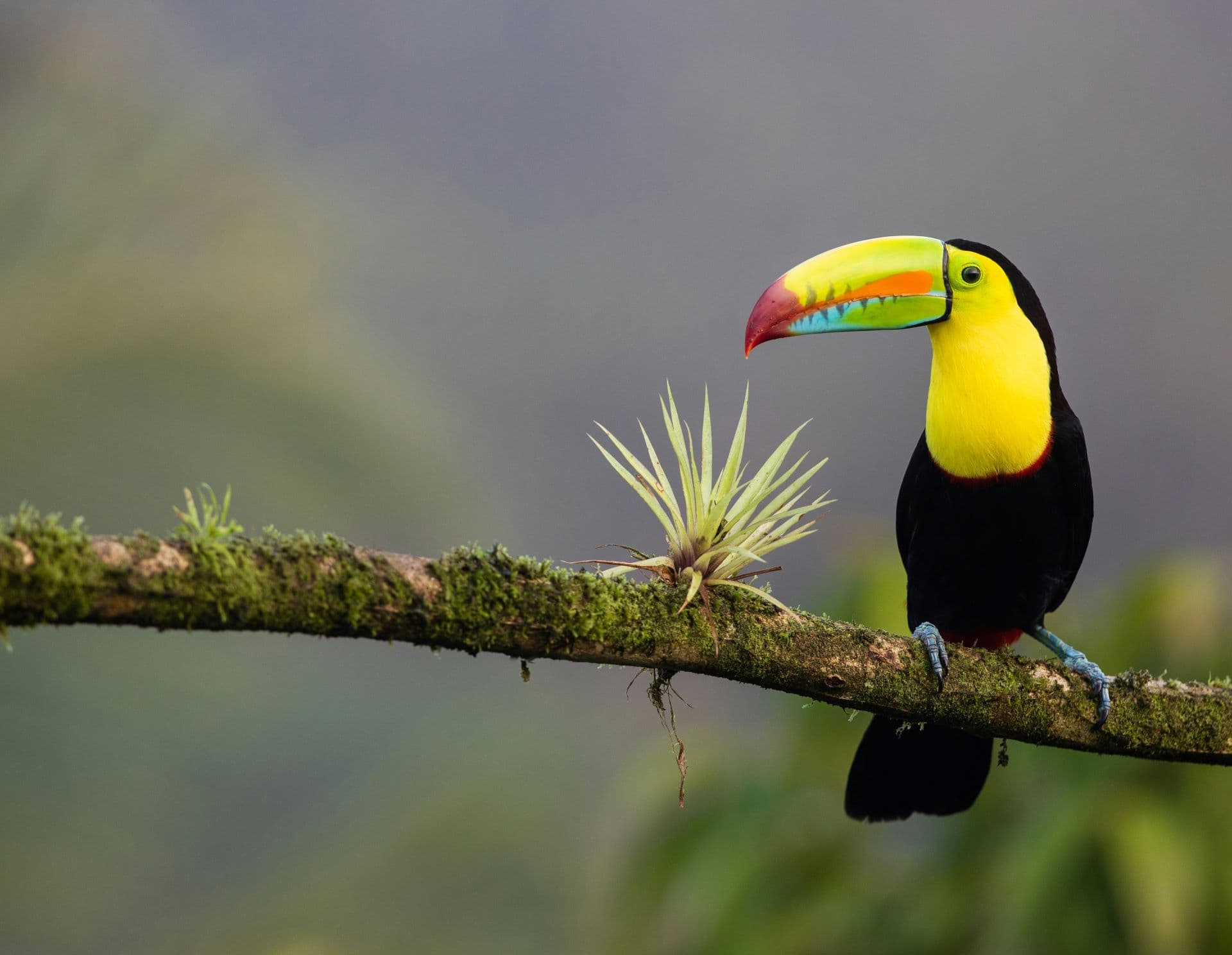 Flying to Costa Rica