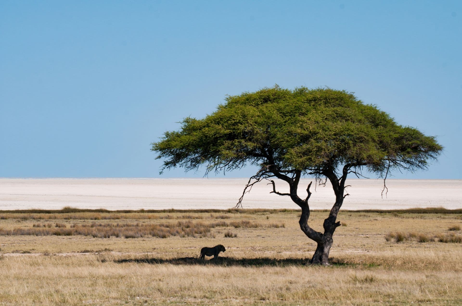 Flying To Namibia