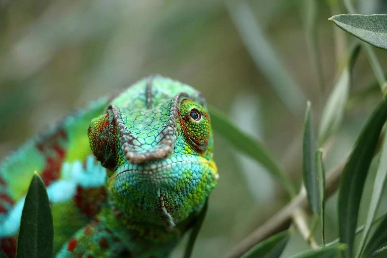 escape-to-madagascar-1300x867.webp