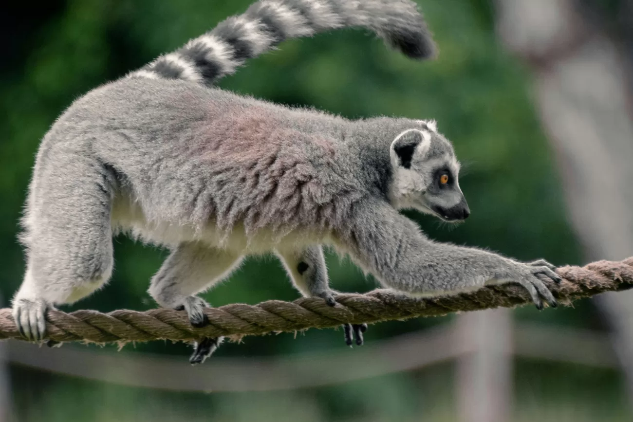 escape-to-madagascar-an-exotic-adventure-awaits-1300x867.webp