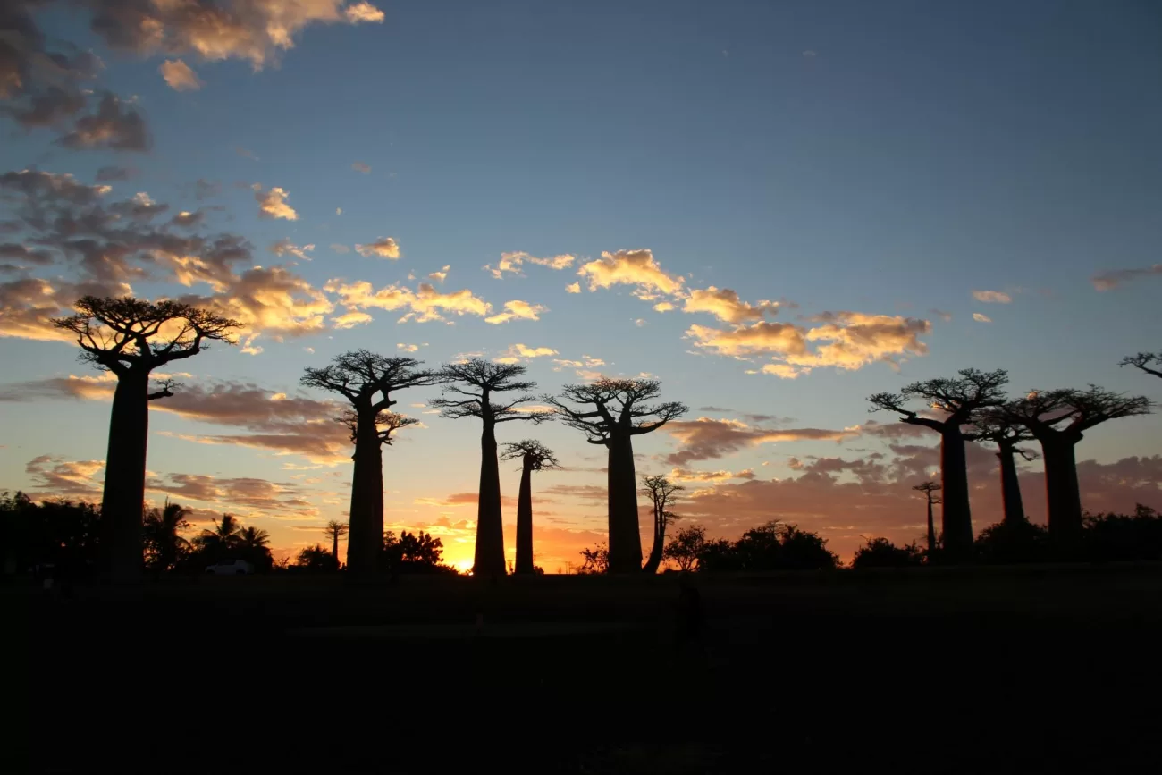 escape-to-madagascar-an-exotic-adventure-awaits-2-1300x867.webp