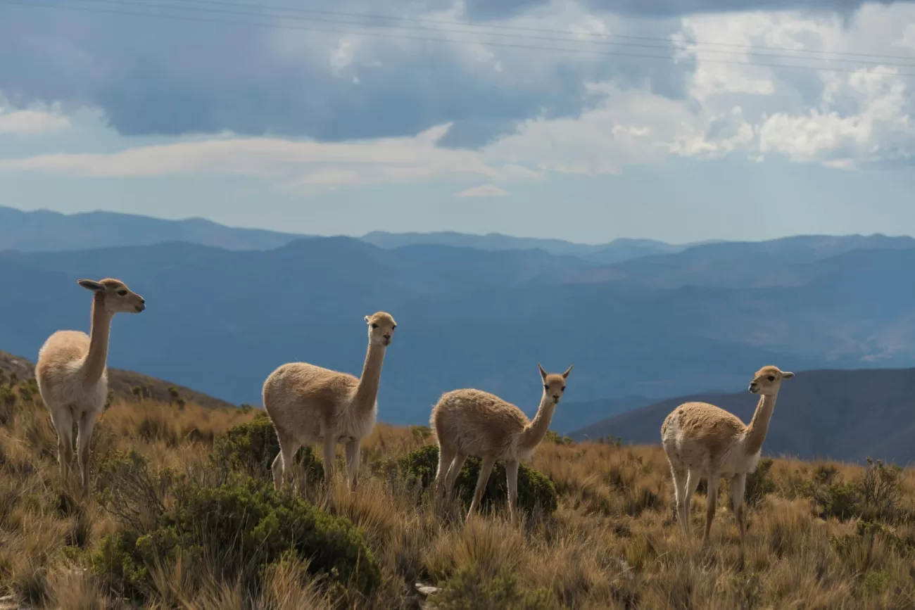 flying-into-the-heart-of-argentina-2-1300x867.webp