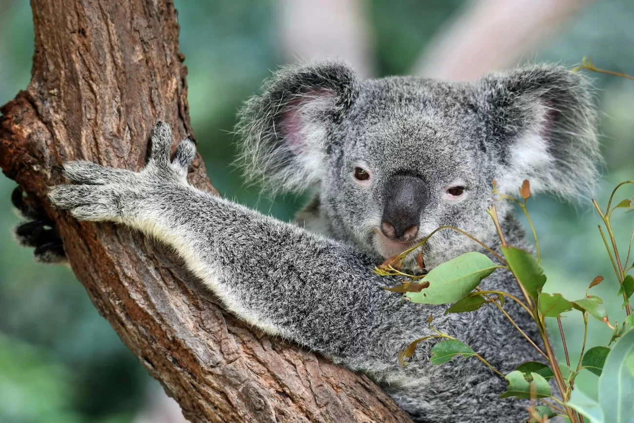 flying-to-australia-2-1300x867.webp