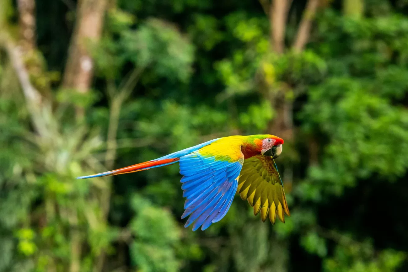 flying-to-costa-rica-1-1300x867.webp