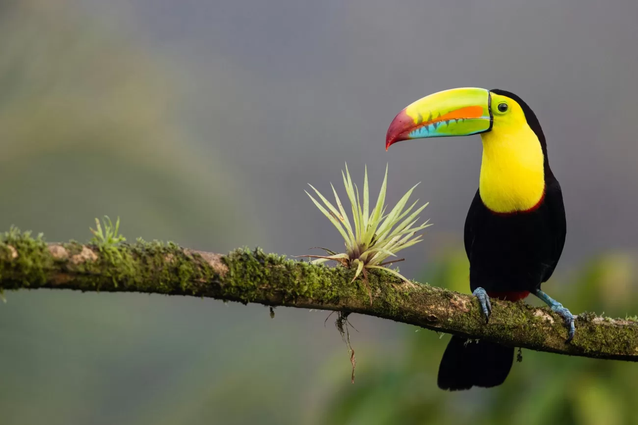 flying-to-costa-rica-1300x867.webp