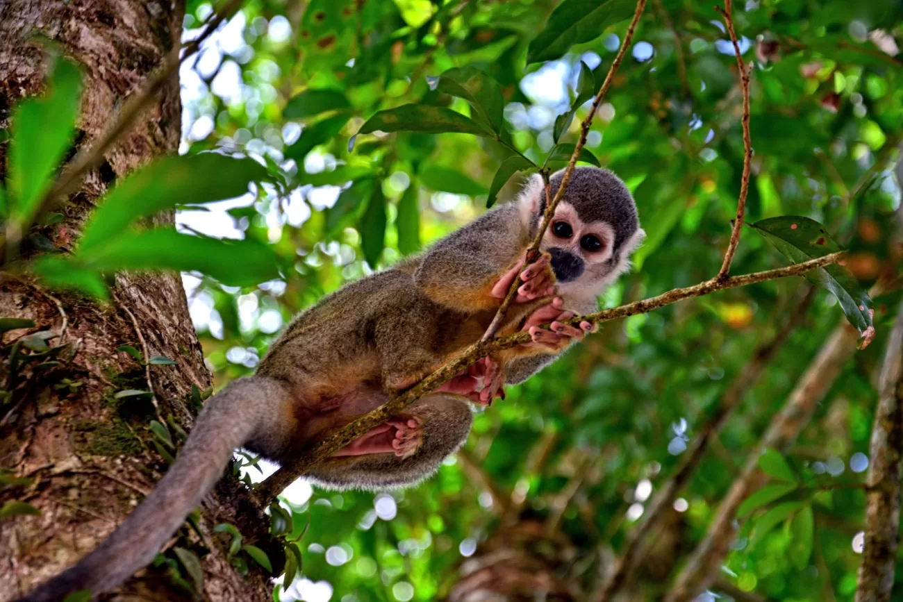 flying-to-ecuador-4-1300x867.webp
