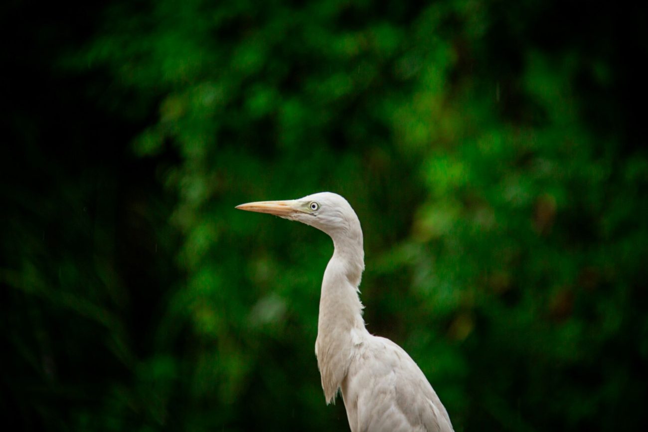 flying-to-gabon-3-1300x867.jpg
