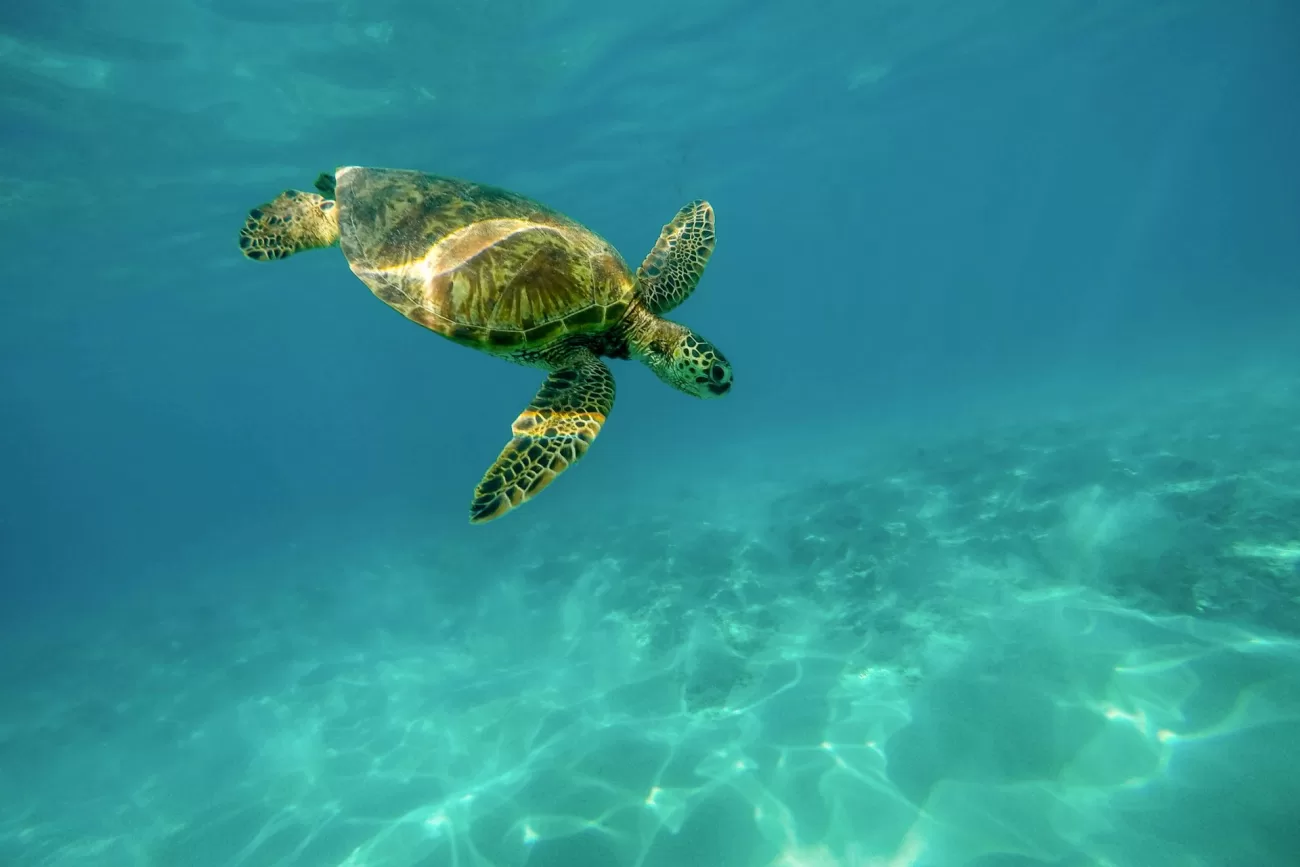 flying-to-hawaii-turtle-1300x867.webp