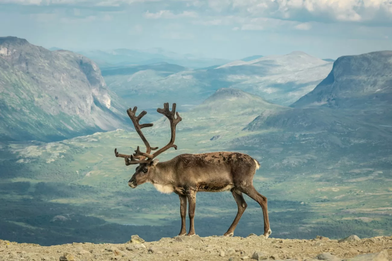 flying-to-norway-3-1300x867.webp