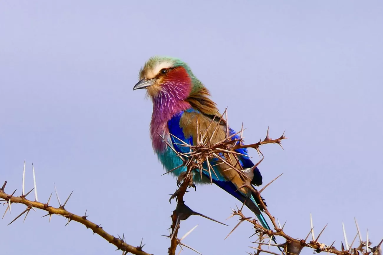 flying-to-tanzania-1-1300x867.webp