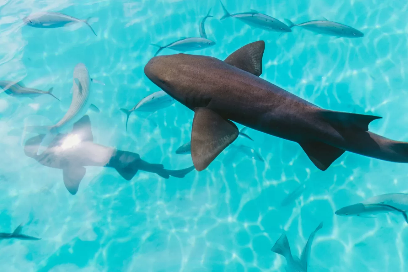 flying-to-the-bahamas-1300x867.webp