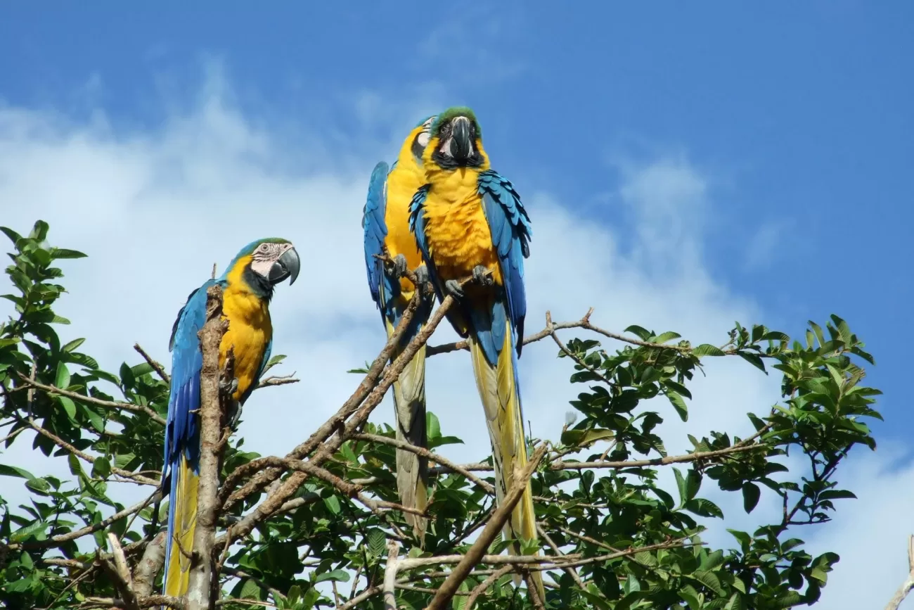 flying-to-venezuela-2-1300x867.webp