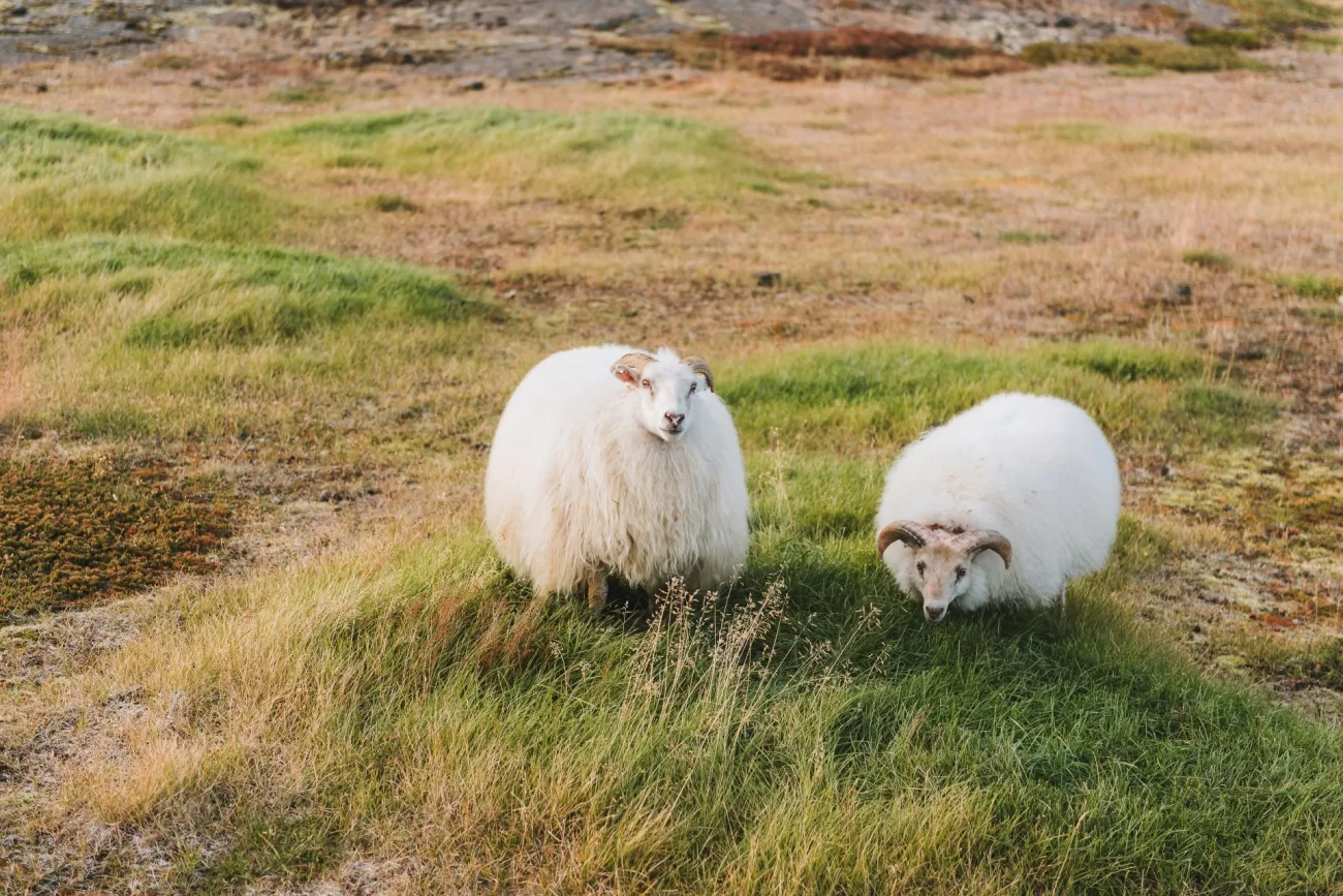 unlock-the-mysteries-of-iceland-2-1300x867.webp