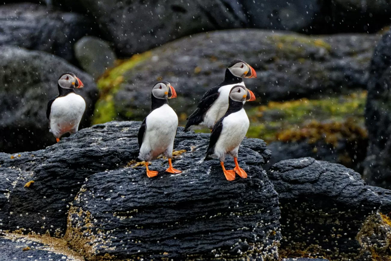 unlock-the-mysteries-of-iceland-3-1300x867.webp